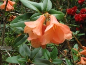 Rhodo Album Choice