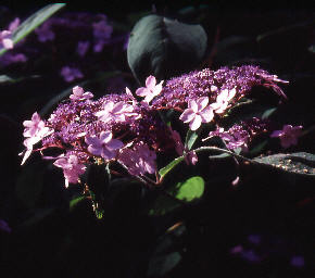 wp31388f1f.jpg