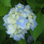 wp47f561f7.jpg