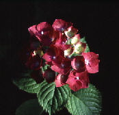 wp55fa1fe5.jpg