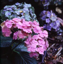 wp60d1f241.jpg