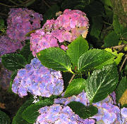 wp6ec62e55.jpg