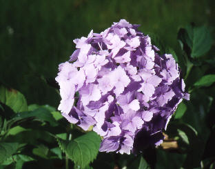 wp78d6be36.jpg