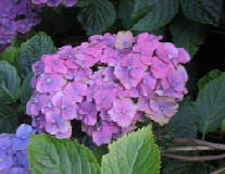 wp8c5db5a9.jpg