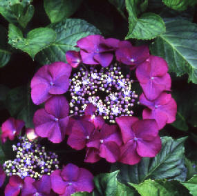 wpca3406de.jpg