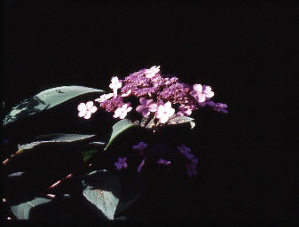 wpcbac1eb2.jpg