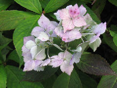 wpd69533e0.jpg