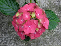 wpd8172107.jpg