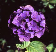 wpd8e24c81.jpg