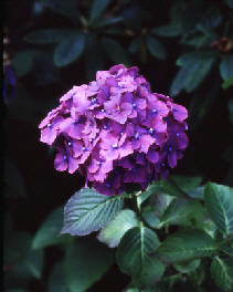 wpfcd038a9.jpg