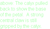 above: The calyx pulled 
back to show the base 
of the petal.  A strong 
central claw is still  
gripped by the calyx.