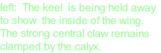 left:  The keel  is being held away 
to show  the inside of the wing.
The strong central claw remains
clamped by the calyx.